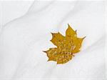 The yellow maple leaf on the snow background