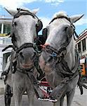two cart horses in granada nicaragua