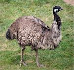 Emu Standing Up  Picture of the entire emu