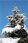 Top of winter snow covered fir tree on blue sky background (easy for isolate)