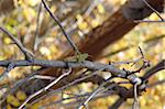 A grasshopper climbing a tree in Oak Creek Park, Sedona, Arizona.