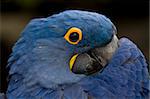 Blue Hyacinth Macaw Playing Peek A Boo Close Up Macro
