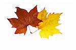 Two maple leaves, isolated on white background