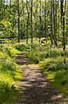 footpath through woodland between trees