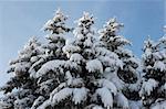 Tops of winter snow covered fir trees on blue sky background (easy for isolate)