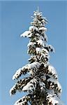Top of winter snow covered fir tree with big number of cones on blue sky background (easy for isolate)