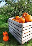 pumpkins in a apple orchard for sale