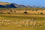 A group of sheep passing through a grassland.