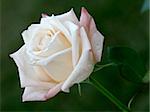 A beautiful, pinkish white rose