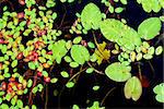 Lily pads on dark water top view