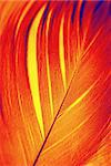 Feather of Phoenix, mythical, sacred firebird - symbolical in Egiptian mythology and Christian religion.