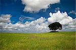 Green meadow with a beautiful blue sky and a tree