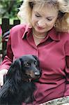 A cute long haired daschund sitting on its owner's lap.  Focus on the dog's face.