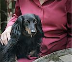 A daschund sitting on a woman's lap providing comfort and affection.