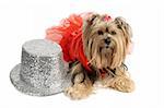 A cute yorkshire terrier dressed up in a tutu for a dance performance.