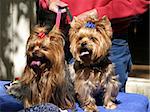 Two adorable yorkies together on leashes.