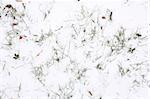 blades of grass protruding from snow