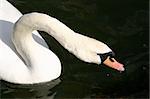 swan drinking from the lake