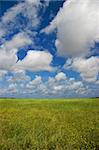 Landscape of a green meadow with a beautiful blue sky