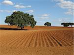 Landscape: Lonely tree on a ploughed field with a cloudy sky at Alentejo (Portugal)