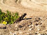 Brown lizard standing on rock by ocean