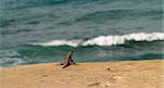 Brown lizard standing on rock by ocean