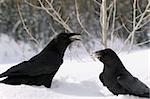 Ravens in the snow, posing for the camera