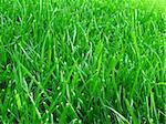 Natural background: Close-up of a green grass field