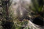 The spider\'s cobweb in forest.