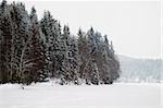 A grouping of trees on a frozen lake during winter, Oslo, Norway