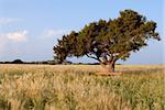 Lonely tree on a meadow