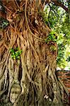 bodhi tree and resident buddha head in the ancient thai capital of ayutthaya