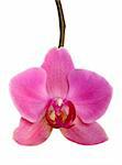 Fresh purple orchid isolated on the white background