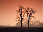 Two oaks on the meadow with morning sun