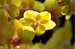 A close up shot of yellow orchid