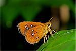 green leaf and moth in the parks