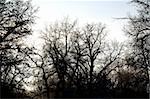 defoliated trees with their branches directed into the white sky