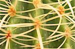 A prickly green cactus with yellow thorns