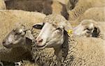 Domestic sheep from Macedonia