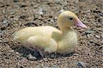 a cute little duckling sits on the ground