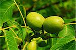 Green walnuts growing on a tree, close up