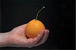 A person holding a freshly picked orange.