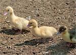 little ducklings walk along across the ground