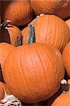 A large pile of plump and juicy holliday pumpkins.