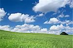 summer field with cumulus clouds, focus set in foreground