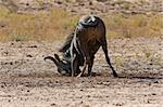 Black wildebeest rubbing it's face in the sand