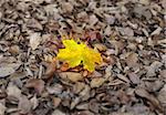 vivid maple leaf against other dry fallen leaves, focus is set on the yellow leaf