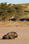 Black wildebeest resting in the afternoon sun in the Kalahari