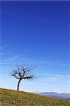 Single lone tree against a blue sky with plenty of copy space.