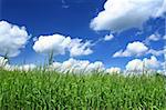 summer field with cloudy blue sky above, focus is set in foreground